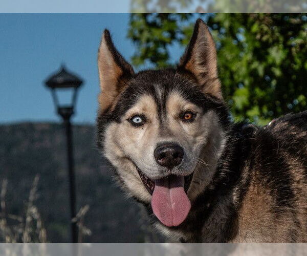 Medium Photo #1 - Mix Puppy For Sale in San Andreas, CA, USA