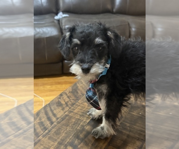 Medium Photo #2 Schnoodle (Miniature) Puppy For Sale in DINWIDDIE, VA, USA