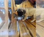 Small #1 Frenchie Pug