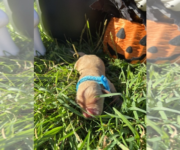 Medium Photo #12 Golden Retriever Puppy For Sale in NEOLA, WV, USA