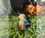 AKC Golden Retr - Male Golden Retriever Puppy for Sale - Photo #12