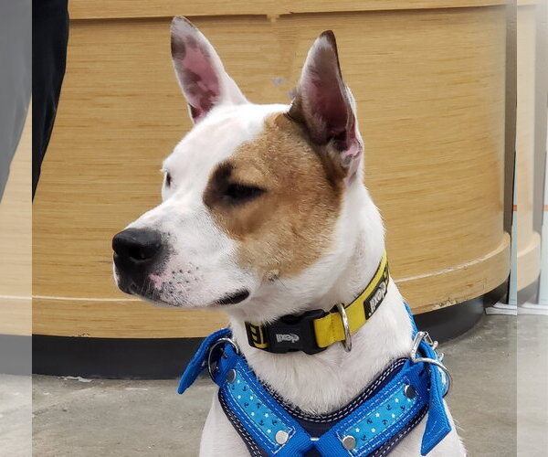 Medium Photo #4 American Staffordshire Terrier-Unknown Mix Puppy For Sale in HOUSTON, TX, USA