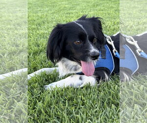Cavalier King Charles Spaniel-English Springer Spaniel Mix Dogs for adoption in Lake Elsinore, CA, USA