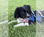 Small Cavalier King Charles Spaniel-English Springer Spaniel Mix
