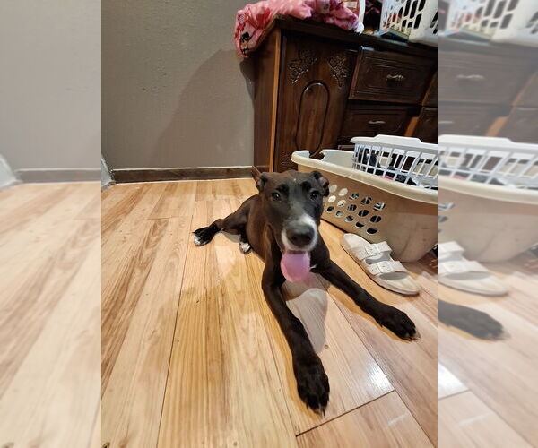 Medium Photo #2 Great Dane-Labrador Retriever Mix Puppy For Sale in Brewster, NY, USA
