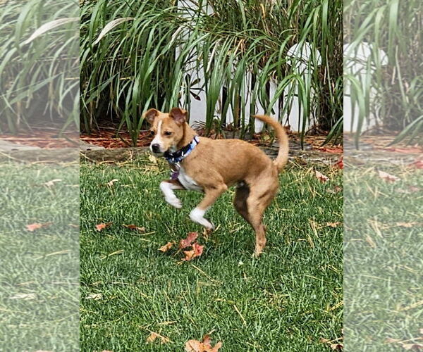 Medium Photo #1 Chihuahua-Unknown Mix Puppy For Sale in New London, WI, USA