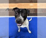 Small #8 American Pit Bull Terrier-Dalmatian Mix