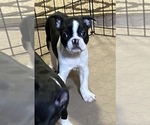 Small Photo #2 Boston Terrier Puppy For Sale in GLOUCESTER, VA, USA