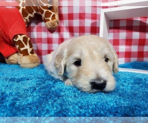 Medium Photo #7 Goldendoodle-Poodle (Standard) Mix Puppy For Sale in PEYTON, CO, USA