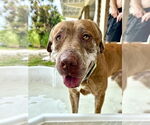 Small #3 Labrador Retriever Mix