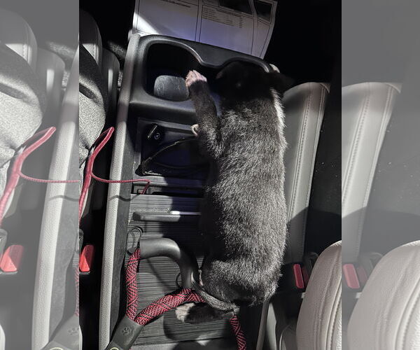 Medium Photo #7 Labrador Retriever-Unknown Mix Puppy For Sale in The Woodlands, TX, USA