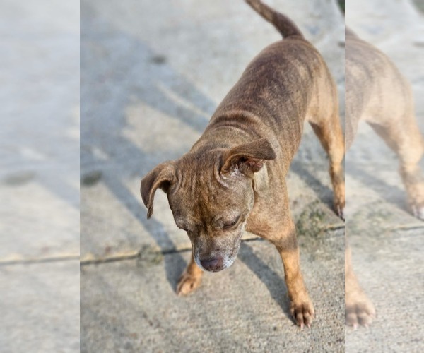 Medium Photo #5 Boston Huahua Puppy For Sale in Wakefield, RI, USA