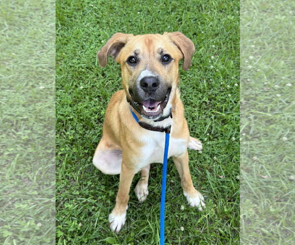 Medium Photo #13 Black Mouth Cur-Unknown Mix Puppy For Sale in Rockaway, NJ, USA