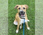 Small #12 Black Mouth Cur Mix