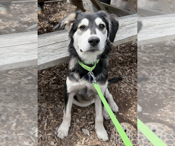 Medium Photo #10 Labrenees Puppy For Sale in Oak Bluffs, MA, USA