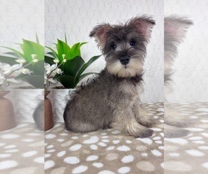 Schnauzer (Miniature) Puppy for sale in INDIANAPOLIS, IN, USA
