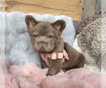 Small #6 French Bulldog
