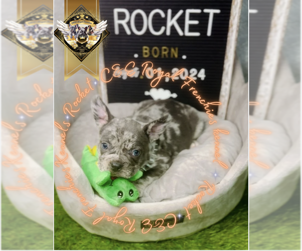 Medium Photo #6 French Bulldog Puppy For Sale in ATHENS, GA, USA