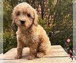Small #2 Cockapoo (Toy)
