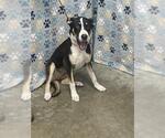 Small German Shepherd Dog Mix