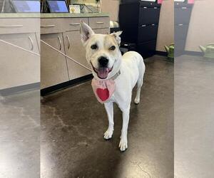 Australian Shepherd-Catahoula Leopard Dog Mix Dogs for adoption in Rockwall, TX, USA
