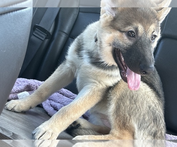 Medium Photo #1 German Shepherd Dog Puppy For Sale in ANTIOCH, IL, USA