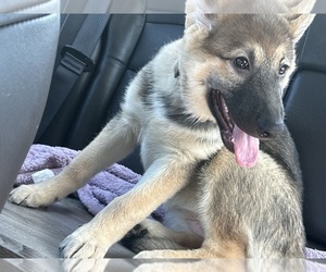 German Shepherd Dog Puppy for sale in ANTIOCH, IL, USA
