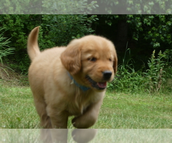 Medium Photo #4 Golden Retriever Puppy For Sale in WOLCOTT, VT, USA