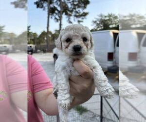 Maltipoo Puppy for Sale in AUSTIN, Texas USA