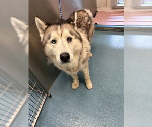 Siberian Husky Dogs for adoption in Pearland, TX, USA