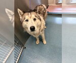 Small Siberian Husky