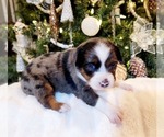 Puppy Puppy 3Celia Miniature Australian Shepherd