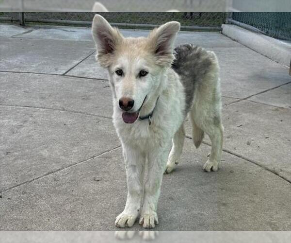 Medium Photo #2 Siberian Husky-Unknown Mix Puppy For Sale in Martinez, CA, USA