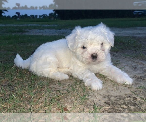 Medium Photo #1 Maltipoo Puppy For Sale in GODWIN, NC, USA