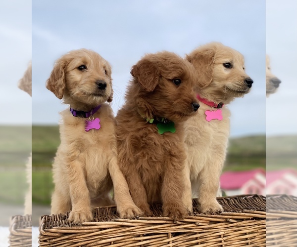Medium Photo #1 Goldendoodle Puppy For Sale in PORTERVILLE, CA, USA