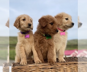 Goldendoodle Puppy for Sale in PORTERVILLE, California USA