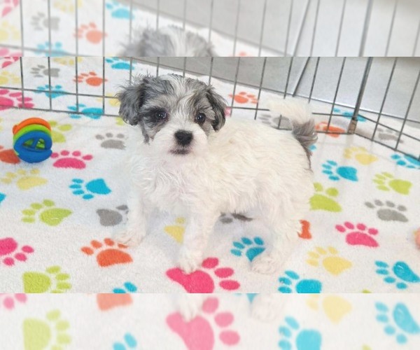 Medium Photo #12 Havapoo Puppy For Sale in ORO VALLEY, AZ, USA