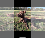 Small #6 American Pit Bull Terrier