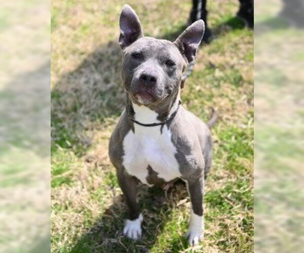 Medium Photo #5 Mutt Puppy For Sale in Glen Allen, VA, USA