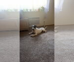 Small #1 Great Pyrenees Mix