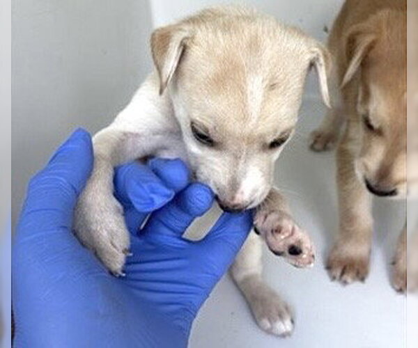Medium Photo #2 Labrador Retriever-Unknown Mix Puppy For Sale in Houston, TX, USA