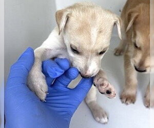 A661729 - Female Labrador Retriever-Unknown Mix Dog for Adoption - Photo #2