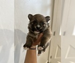 Small Photo #3 Pomeranian Puppy For Sale in ROSEVILLE, CA, USA