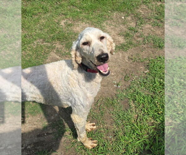 Medium Photo #4 Mutt Puppy For Sale in Glen Allen, VA, USA