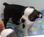 Puppy Ryan Boston Terrier