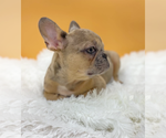 Small Photo #3 French Bulldog Puppy For Sale in OVERLAND PARK, KS, USA