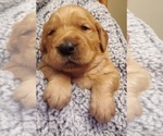 Small Photo #2 Golden Retriever Puppy For Sale in DECATUR, IL, USA