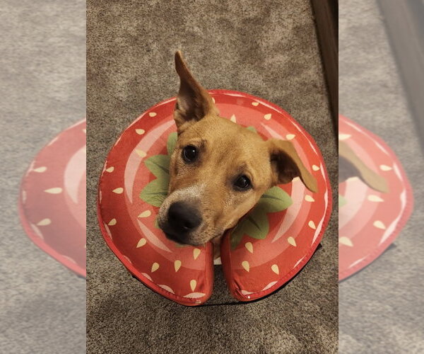 Medium Photo #8 Labrador Retriever-Unknown Mix Puppy For Sale in Fort Worth, TX, USA