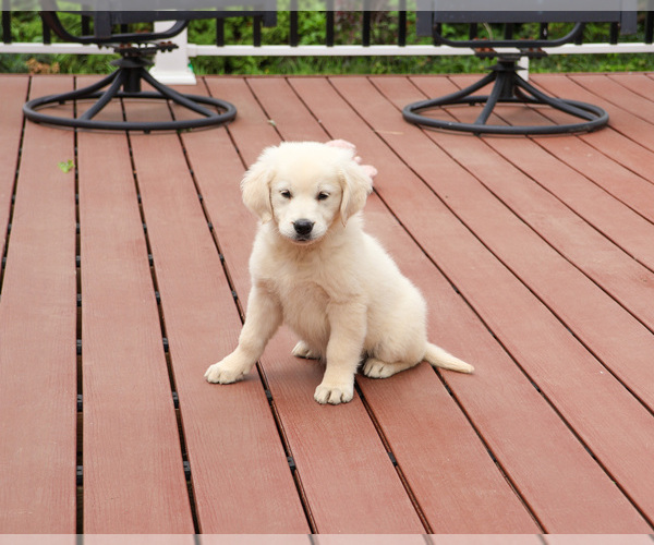 Medium Photo #3 English Cream Golden Retriever Puppy For Sale in SYRACUSE, IN, USA