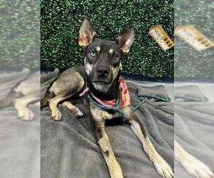 CAROLINA - Female Gerberian Shepsky Dog for Adoption - Photo #2